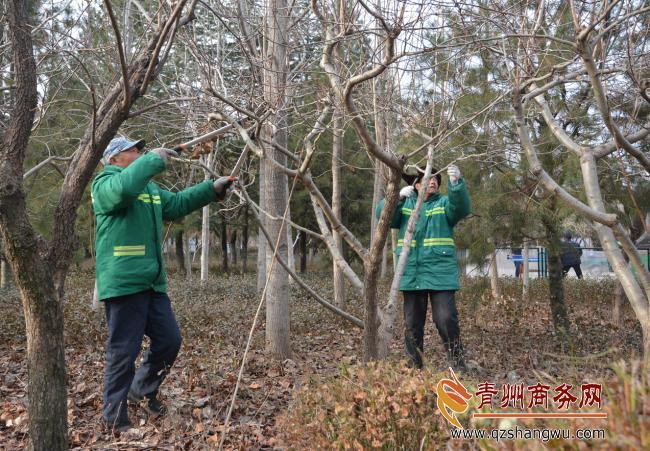 南阳桥公园修剪山楂